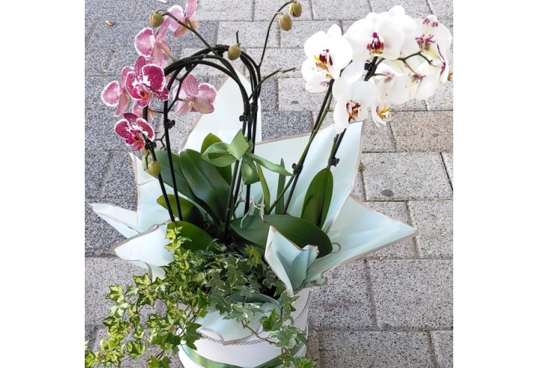 Aranjament Plante Phalaenopsis AN31
